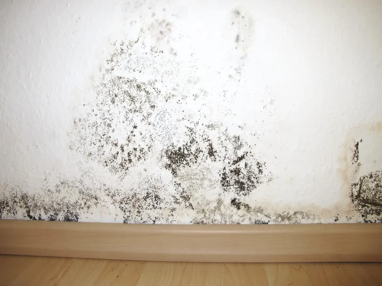 Black mold on wall